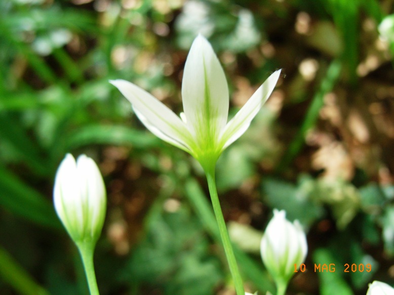 Liliacea - Allium pendulinum
